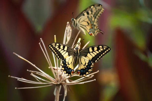 Две Ласточки Старого Света Papilio Machaon Сухом Цветке Двумя Различными — стоковое фото