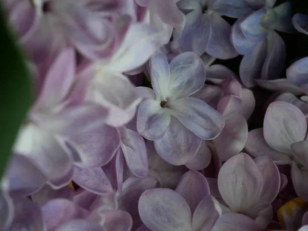 Närbild Blommande Syrenblommor — Stockfoto