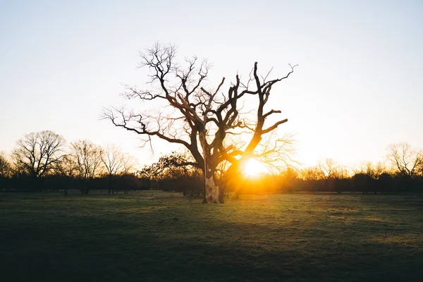 Ein Schöner Blick Auf Einen Kahlen Baum Bei Sonnenuntergang Auf — Stockfoto