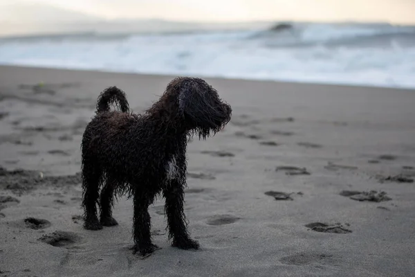 Cucciolo Bagnato Che Ammira Oceano Sulla Spiaggia Sabbia All Alba — Foto Stock