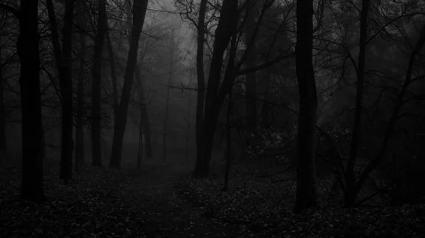 Toomemagi Park Tartu Einem Stark Nebligen Herbstmorgen — Stockfoto