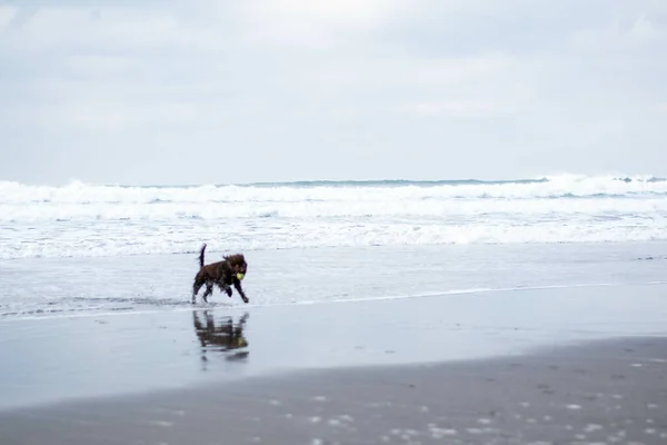 Cucciolo Felice Che Diverte Sulla Spiaggia Sabbia All Alba — Foto Stock