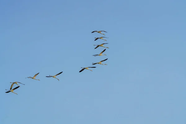 Flock Cranes Flying Clear Blue Sky — Stock Photo, Image