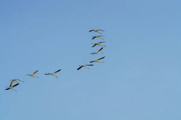 Troupeau Grues Volant Dans Ciel Bleu Clair — Photo