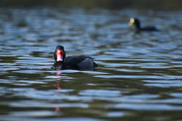 Samiec Różowieńca Netta Peposaca Jezioro Lago Las Regatas Buenos Aires — Zdjęcie stockowe