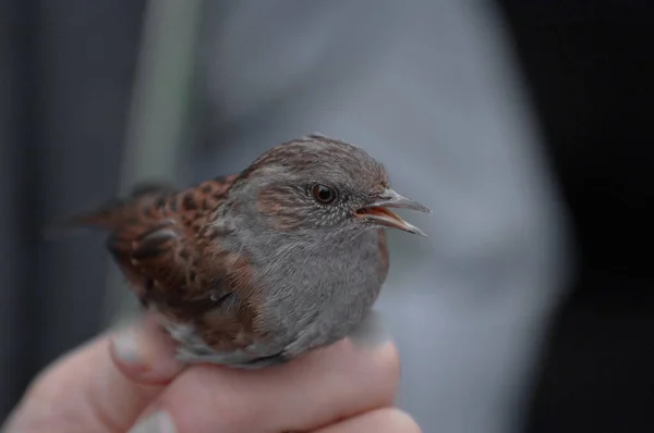 Close Uma Dunnock Prunella Modularis Pássaro Tocando Realizada Com Uma — Fotografia de Stock