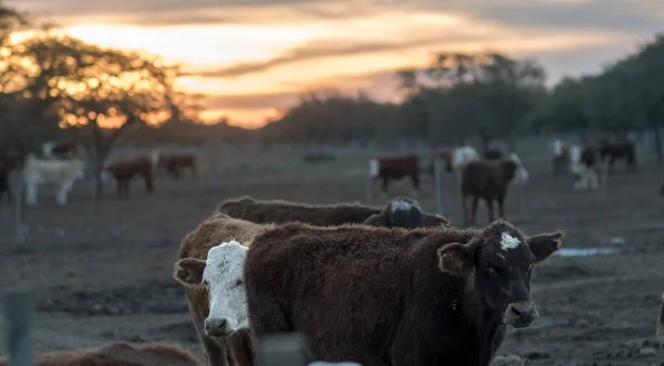 牛でいっぱいの飼料の上に美しい夕日 — ストック写真