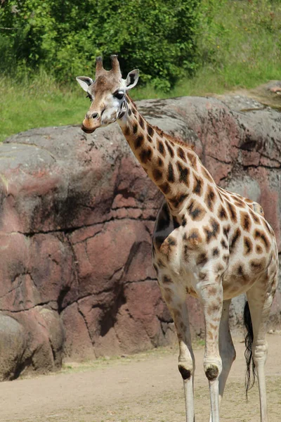 Une Girafe Drôle Solitaire Debout Dans Zoo — Photo