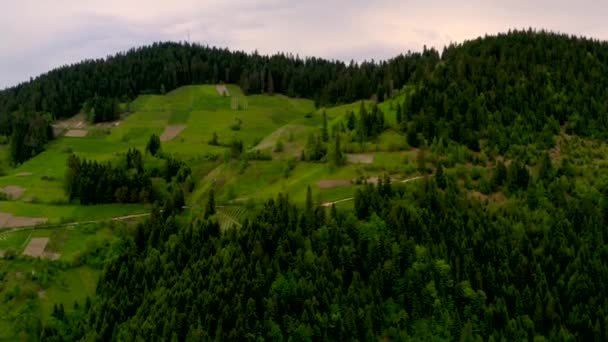Bosna Hersek Yeşil Bir Tepe Üzerindeki Çam Ağaçlarının Güzel Manzarası — Stok video