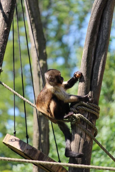 Eine Nahaufnahme Eines Entzückenden Lustigen Affen Der Auf Dem Baumstamm — Stockfoto