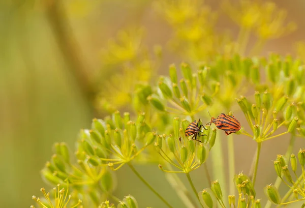 Dois Besouros Joaninha Uma Flor Amarela — Fotografia de Stock