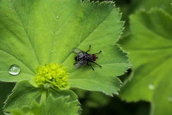 Una Toma Selectiva Enfoque Una Mosca Una Planta Manguito — Foto de Stock