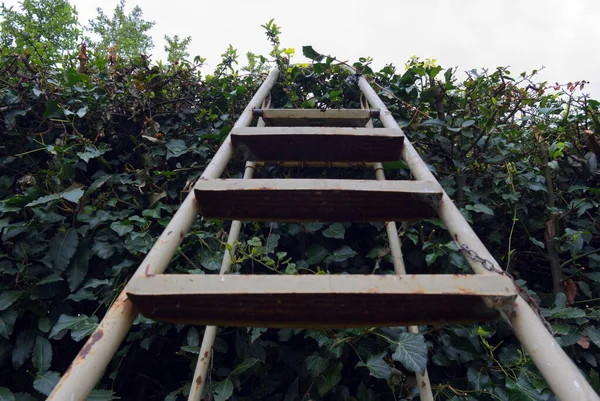 Een Houten Ladder Bij Groene Plantages — Stockfoto