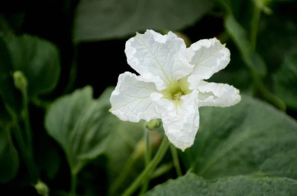 Közelkép Egy Kerek Tök Fehér Virágáról Zöld Levelekkel Homályos Háttérrel — Stock Fotó