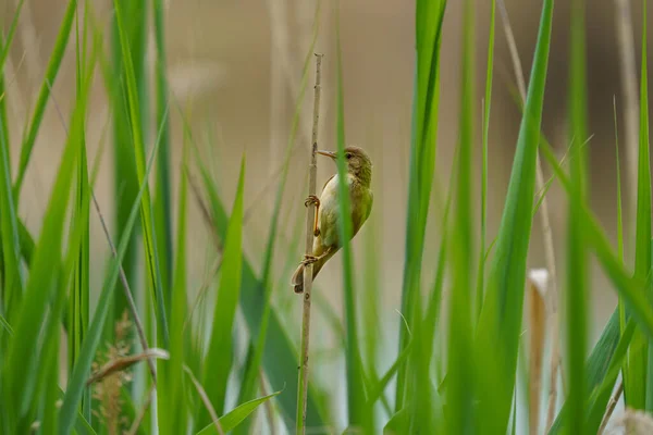 Tiro Selectivo Enfoque Pájaro Rastrero Caña Euroasiático Penetrado Vegetación — Foto de Stock