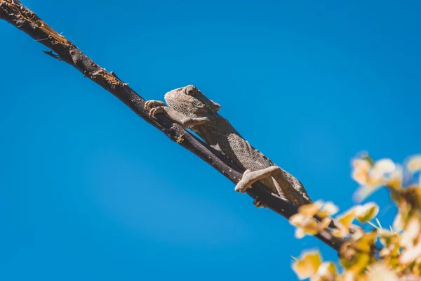 Mavi Gökyüzü Arka Planındaki Bir Ağaç Dalında Gri Bir Bukalemunun — Stok fotoğraf