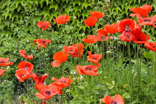 Selective Focus Shot Poppies Field — Stock Photo, Image