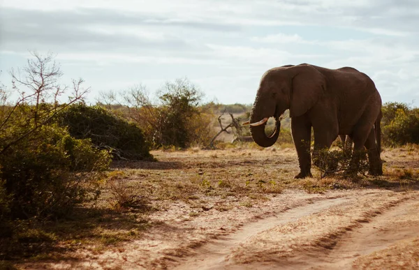 Piękne Ujęcie Słonia Spacerującego Obszarze Suchymi Roślinami — Zdjęcie stockowe