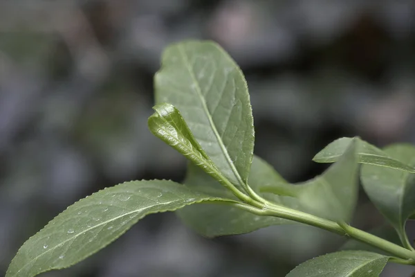Eine Nahaufnahme Von Grünen Blättern Ideal Für Tapeten — Stockfoto