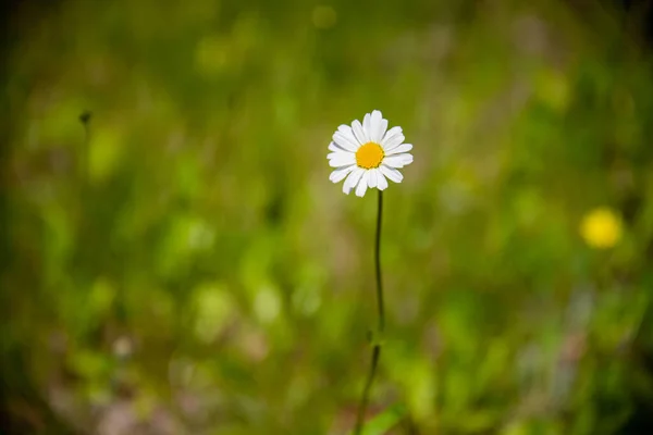 Tiro Close Uma Camomila Florescente — Fotografia de Stock