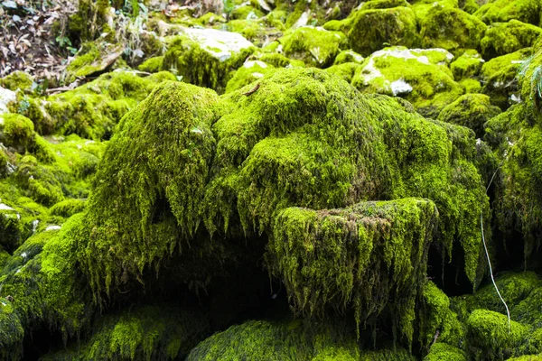 Primo Piano Muschio Verde Nella Foresta — Foto Stock