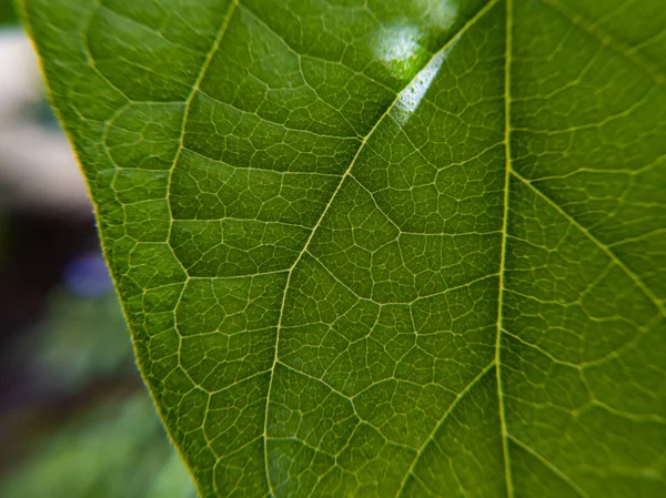 Enfoque Selectivo Una Hoja Verde Bajo Sol — Foto de Stock