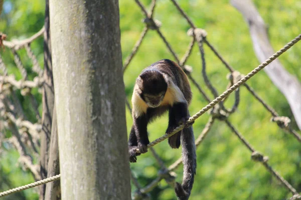 Großaufnahme Eines Schwarzen Kapuzineraffen Der Zoo Auf Den Seilen Springt — Stockfoto