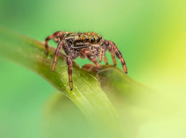 Primer Plano Una Araña Saltadora Sitticus Fasciger Sobre Fondo Verde — Foto de Stock