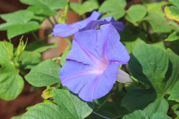 Zbliżenie Ujęcie Kwitnącego Purpurowego Kwiatu Petunii — Zdjęcie stockowe