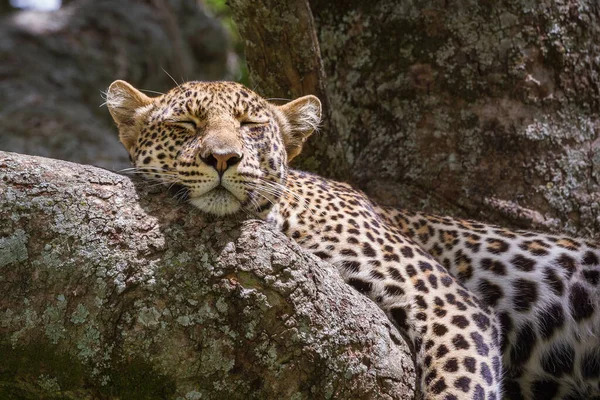 Primer Plano Leopardo Descansando Sobre Árbol Después Una Cacería Parque —  Fotos de Stock