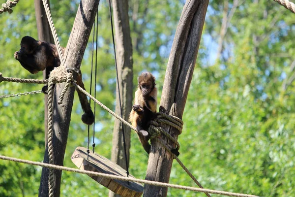 Gros Plan Singes Poilus Reposant Sur Arbre — Photo