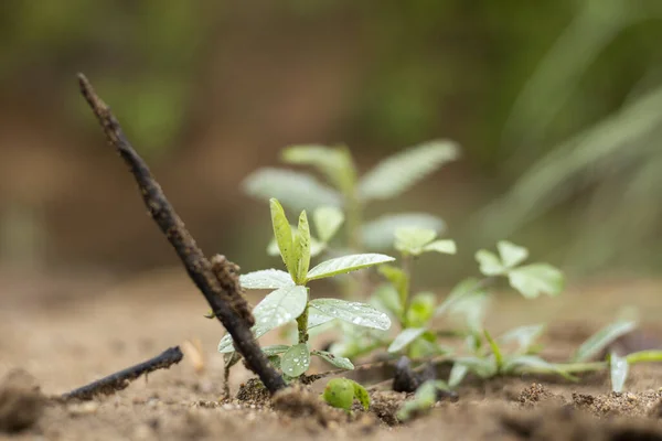 Yeşil Mangrove Seedling Yakın Çekimi — Stok fotoğraf