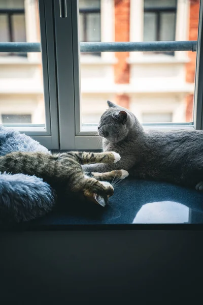 Tiro Vertical Dois Gatos Fofos Brincando Uns Com Outros Peitoril — Fotografia de Stock