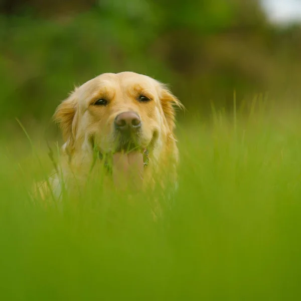 Strzał Bliska Psa Golden Retrievera Łące — Zdjęcie stockowe