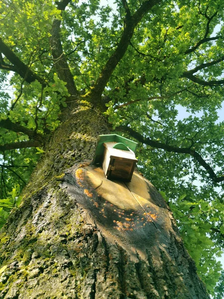 Tiro Vertical Uma Casa Pássaros Árvore Sob Céu Brilhante — Fotografia de Stock