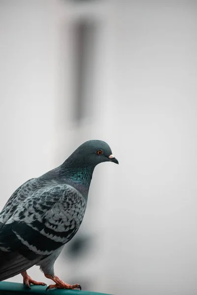 一只背景模糊的图案精美的鸽子的垂直镜头 — 图库照片