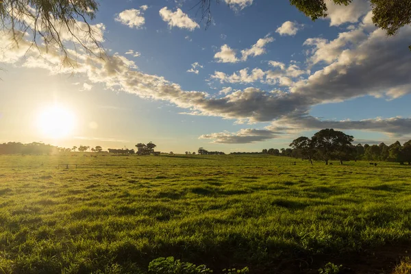 Gorgeous Shot Green Grass Field Surrounded Trees Cloudy Sunset — Stock Photo, Image