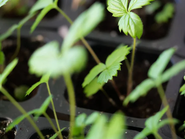 Primer Plano Caliente Plantas Con Flores Fresa Jardín — Foto de Stock