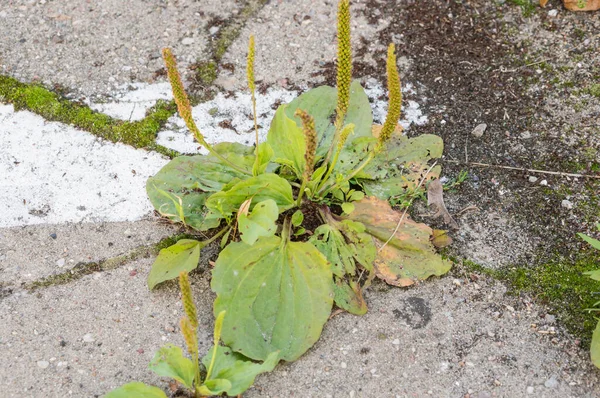 コンクリートの上で成長している植物のクローズアップショット — ストック写真