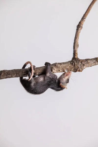 Vertical Shot Big Eared Opossum Hanging Tree Branch White Background — Stock Photo, Image