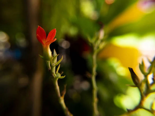 Eine Selektive Fokusaufnahme Einer Blühenden Roten Blume Grünen — Stockfoto