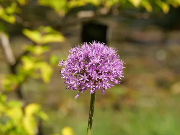 Closeup Shot Beautiful Growing Allium Hollandicum Garden — Stock Photo, Image