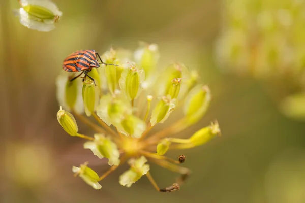 Besouro Joaninha Uma Flor Amarela — Fotografia de Stock