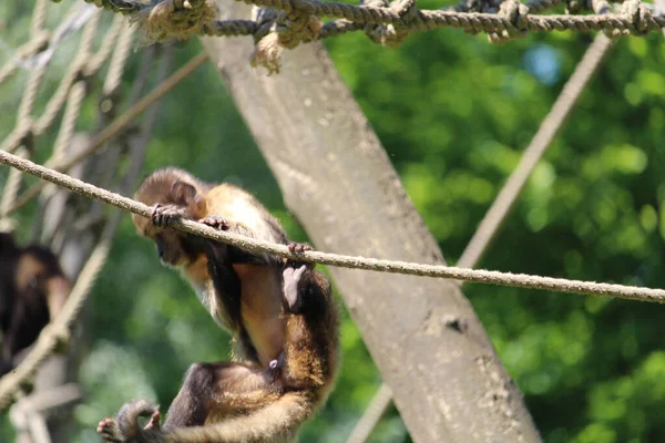 Ein Lustiger Affe Hängt Zoo Seil — Stockfoto