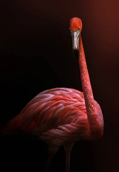 Egy Függőleges Felvétel Egy Rózsaszín Flamingóról Elmosódott Háttérrel — Stock Fotó