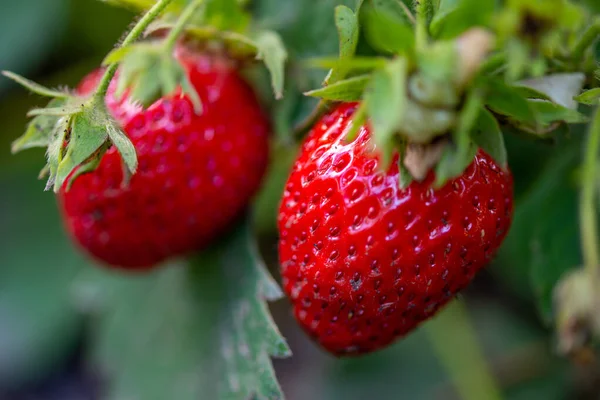 Een Close Shot Van Verse Aardbeien Groeien Tuin — Stockfoto