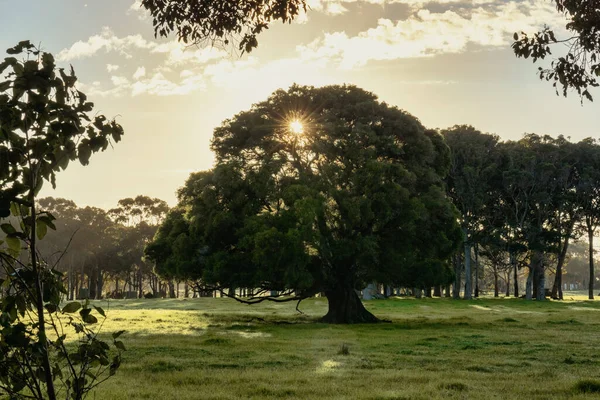 Tiro Mágico Uma Árvore Grande Campo Selva Cercado Pela Grama — Fotografia de Stock