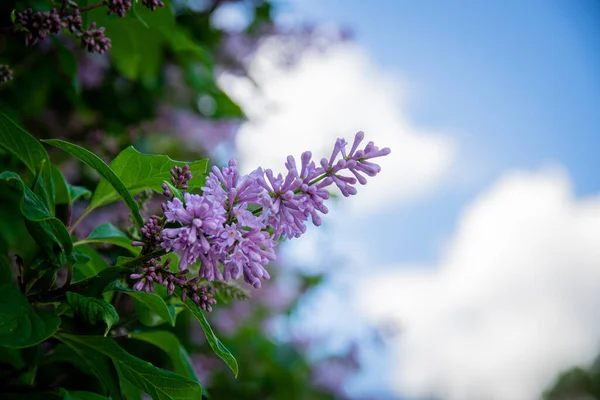 Tiro Ângulo Baixo Lilac Florescendo — Fotografia de Stock