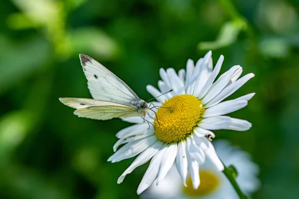 Papatya Çiçeğinin Üzerindeki Bir Kelebeğin Seçici Odak Noktası — Stok fotoğraf