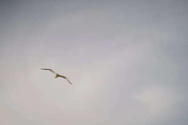 Ένας Γλάρος Που Πετά Στον Ουρανό — Φωτογραφία Αρχείου